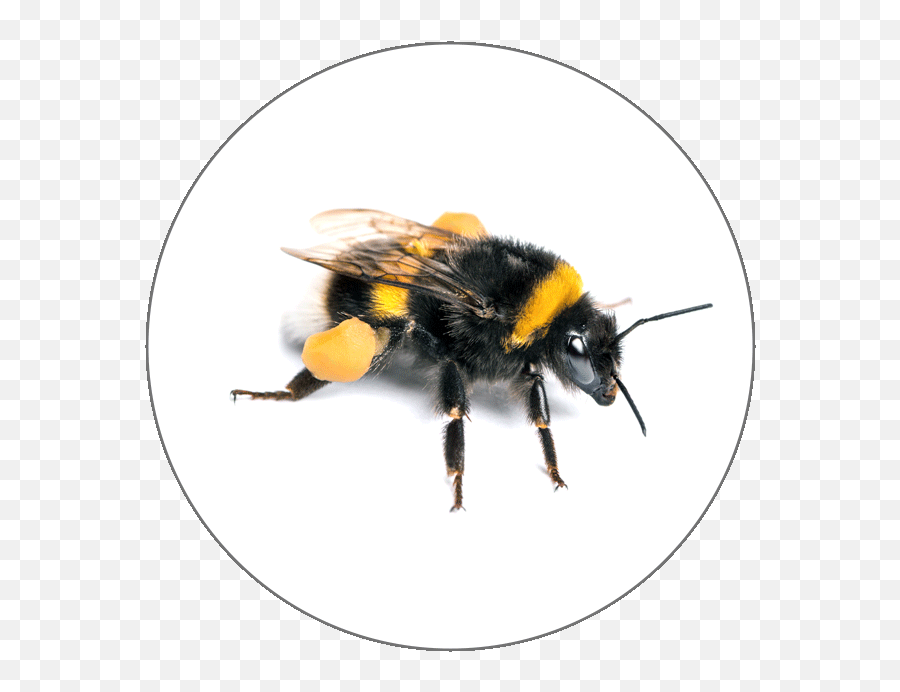 Learn French Alphabets - Bumble Bees Png,Bumblebee Icon