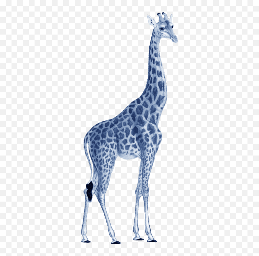 Giraffe - Illustration Girafe Png,Giraffe Icon