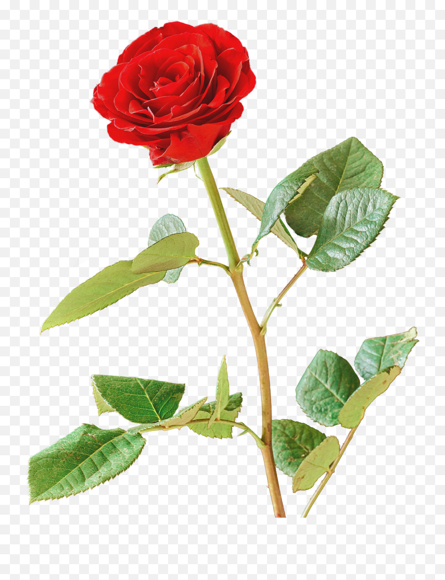 Roseredred Roseblossombloom - Free Image From Needpixcom Vermelho Rosa Png,Red Rose Transparent