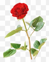 Roseredred Roseblossombloom - Free Image From Needpixcom Vermelho Rosa Png,Red Rose Transparent