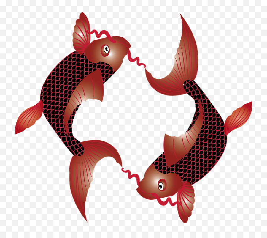 Free Photo Exotic Koi Japan Fish Carp Zen Symbol Japanese - Aquarium Fish Png,Zen Icon