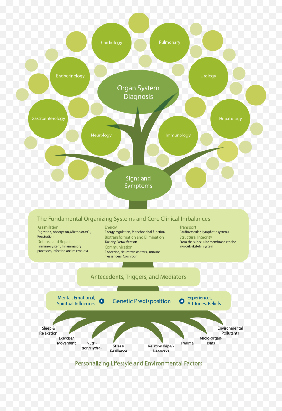 The Functional Medicine Model Of Care - Functional Medicine Png,Functional Medicine Icon