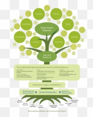 The Functional Medicine Model Of Care - png
