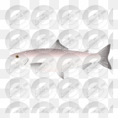 Salmon Stencil For Classroom Therapy Use - Great png
