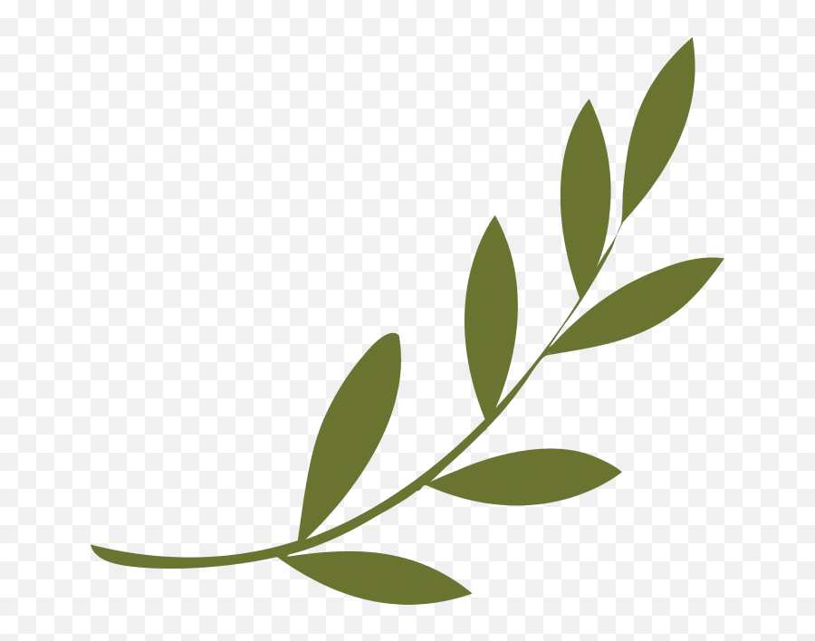 Olive Branch Peace Symbols Wreath - Symbol Png Olive Branch Peace Symbol,Olive Tree Png