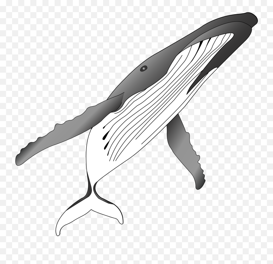 Humpback Whale Killer Clip Art - Humpback Whale Clipart White Black Png,Humpback Whale Png
