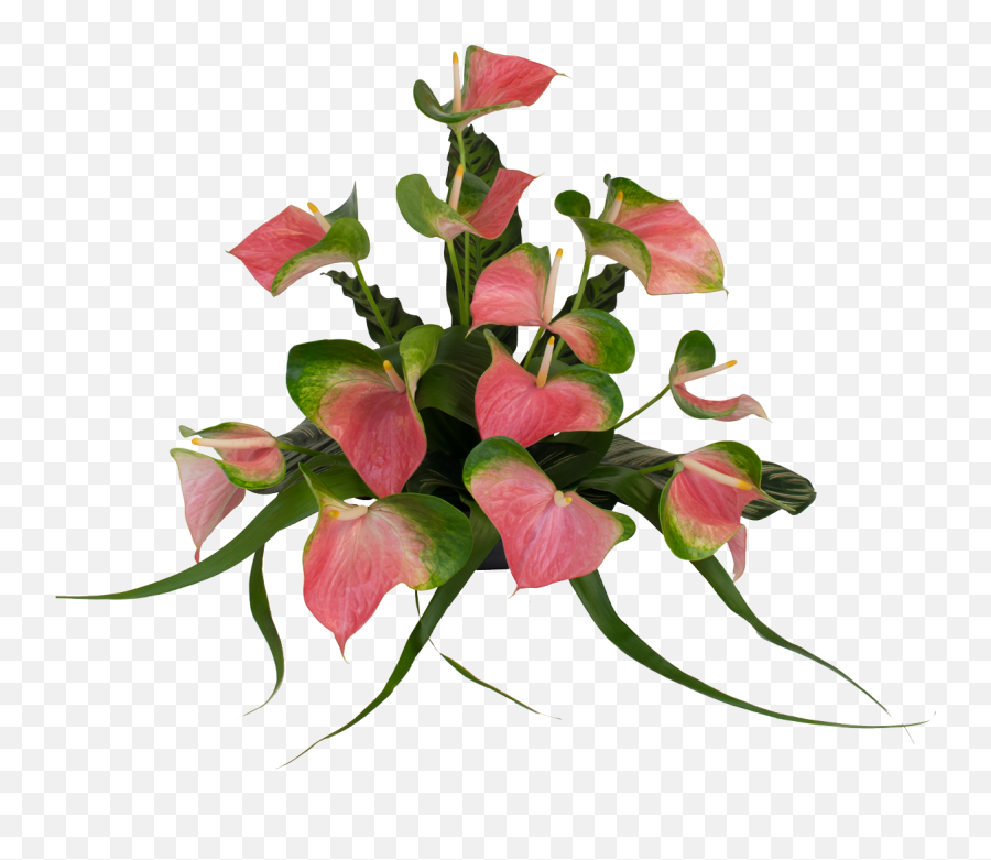 Anthurium Flower Real Pink Png Clipart - Full Size Clipart Anthuriums Flower Png Transparent,Real Flowers Png