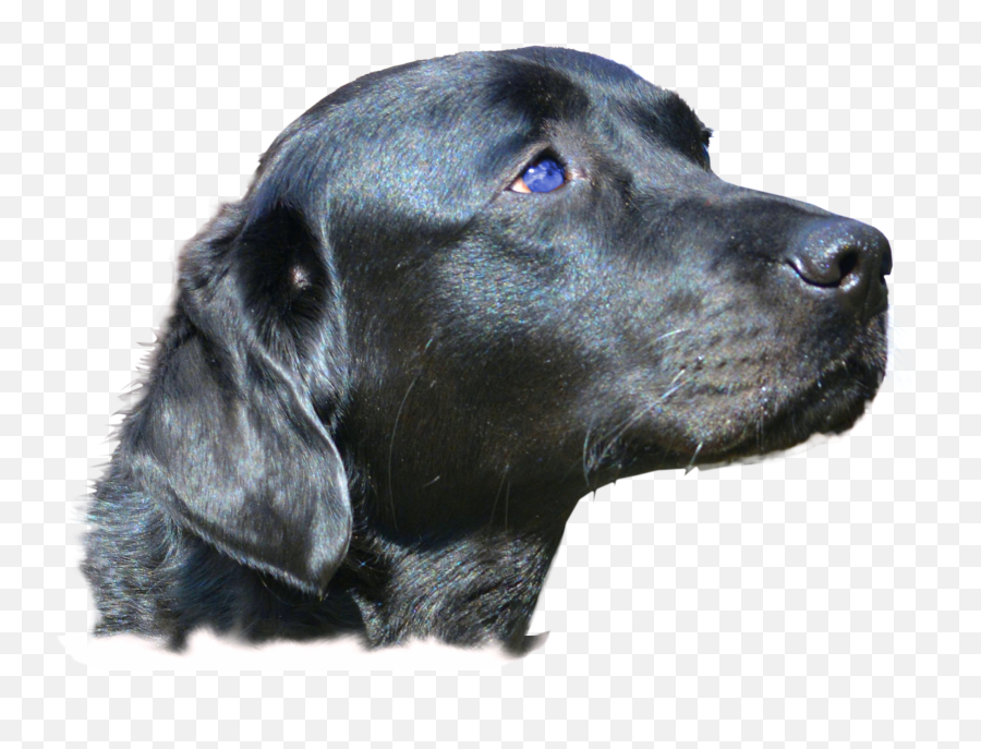 Download Dog Head Png Image With No - Dog Head Png,Dog Head Png