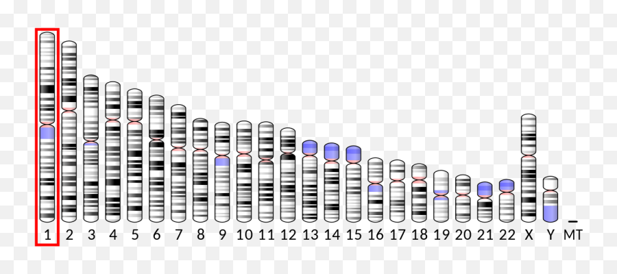 Ideogram Human Chromosome 1 - Ideogram Of Human Chromosomes Png,Chromosome Png