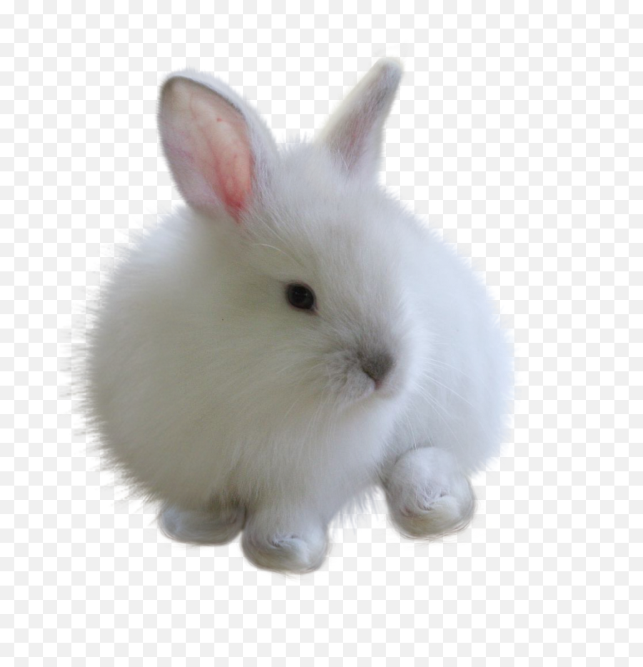 Fuzzy Bunny White Rabbitfreetoedit - White Bunny Png,White Bunny Png