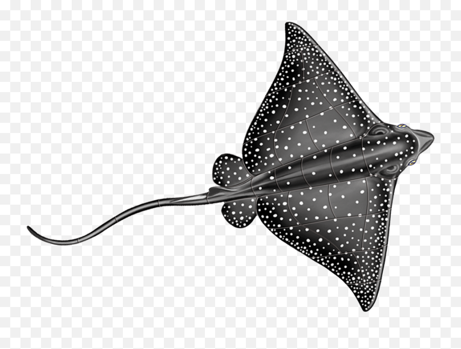 Ray Png - Spotted Eagle Ray Drawing,Manta Ray Png