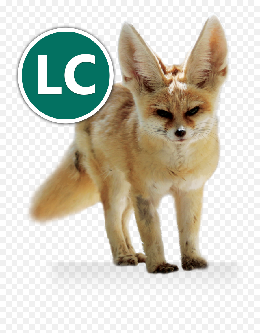 Fennec Fox Icon Conservation - Transparent Fennec Fox Png,Fennec Fox Png