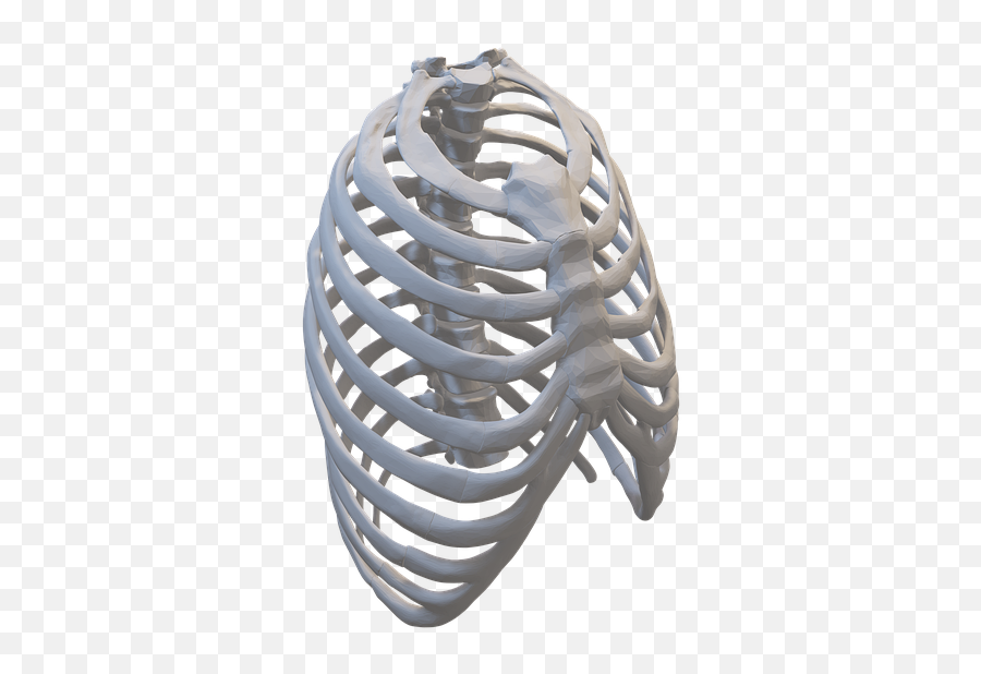 Rib Cage Anatomy Human - Field Lacrosse Png,Rib Cage Png
