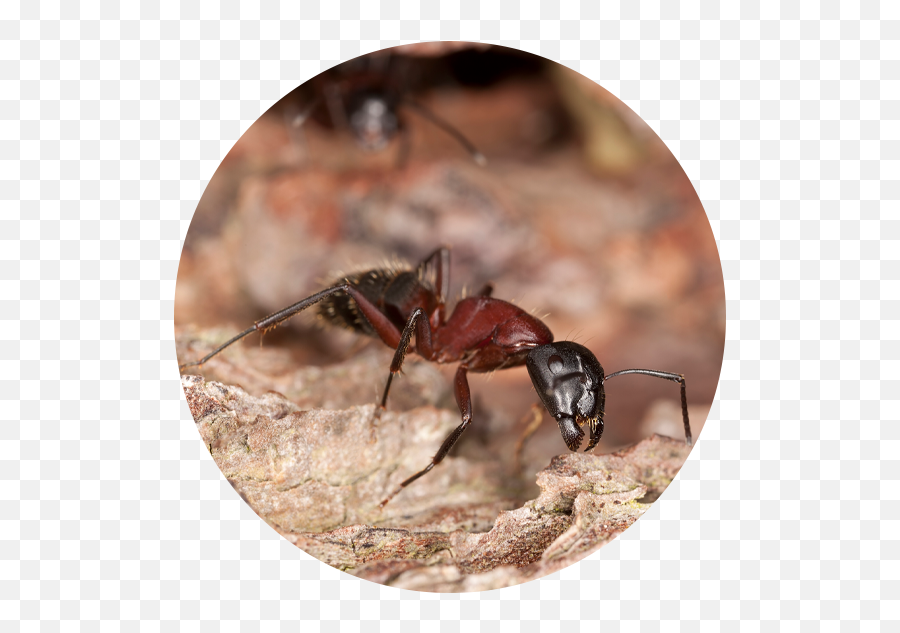 Ant Species - Carpenter Ant Png,Ant Transparent