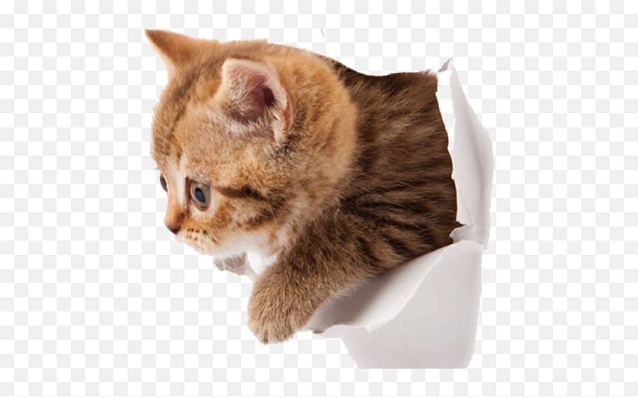 Png Transparent Images - Cat Png In Wall,Kitten Png