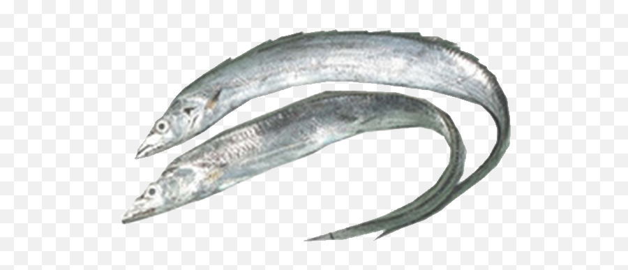 Ribbon Fish - Ribbon Fish Png,Transparent Ribbon Eel