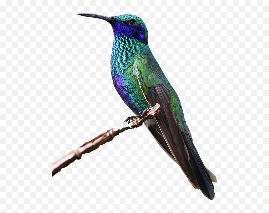 Hummingbird Free Png - Free Hummingbird,Hummingbird Png