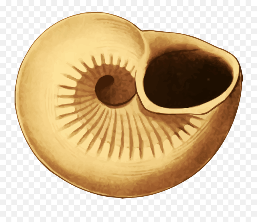 Eareyeseashell Png Clipart - Royalty Free Svg Png Png,Sea Shells Png Eareyeseashell Png Clipart - Royalty Free Svg Png Png,Sea Shells Png