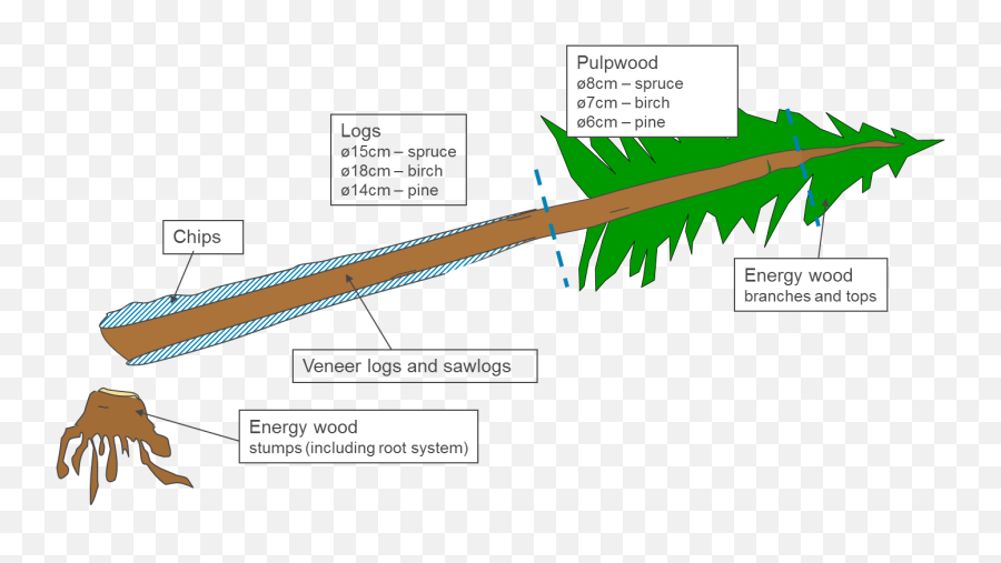 Redwood Tree Png - Diagram Of A Redwood Tree,Redwood Tree Png