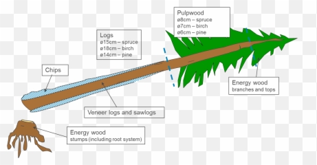 Redwood Tree Png - Diagram Of A Redwood Tree,Redwood Tree Png