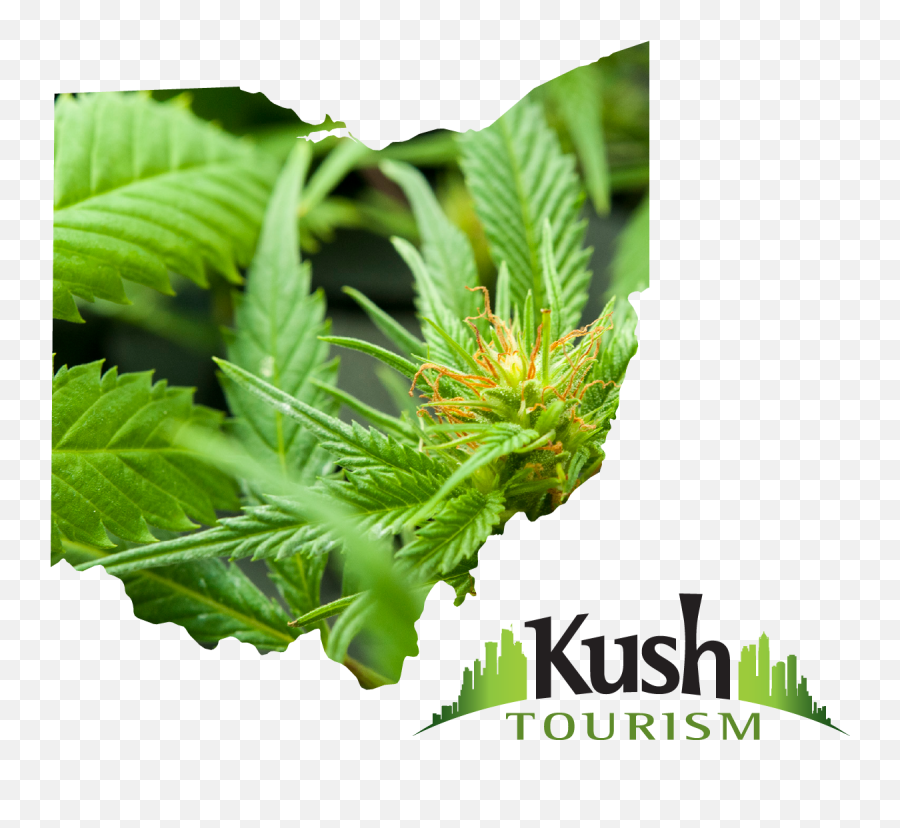 Download Ohio Joint Travel Regulations - Carolina Kush Png,Marijuana Joint Png
