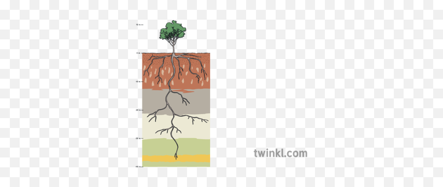 Gum Tree Root System Illustration - Soil Png,Tree Root Png