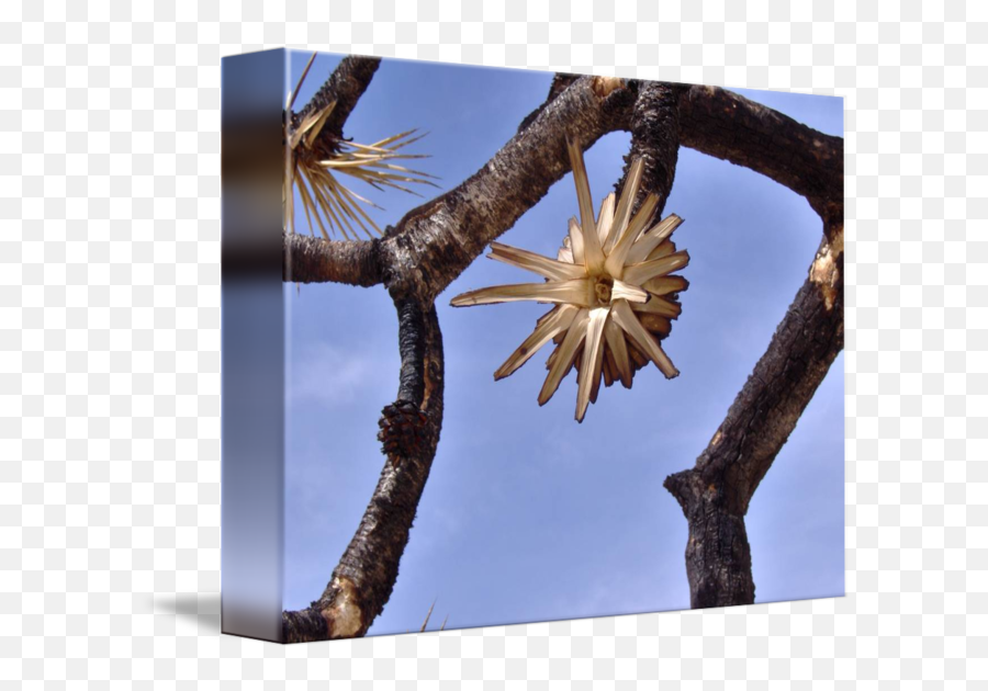 Burnt Joshua Tree In Mojave Desert By Eternalflameserenity - Flower Png,Joshua Tree Png