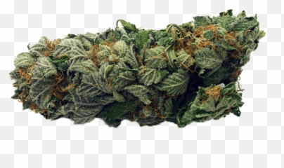 Weed Brampton Archives - BeverlyhillsWeedscom Language png