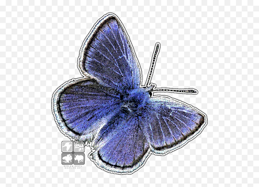 Wildlife Art Butterflies And Moths - Mission Blue Butterfly Png,Blue Butterflies Png