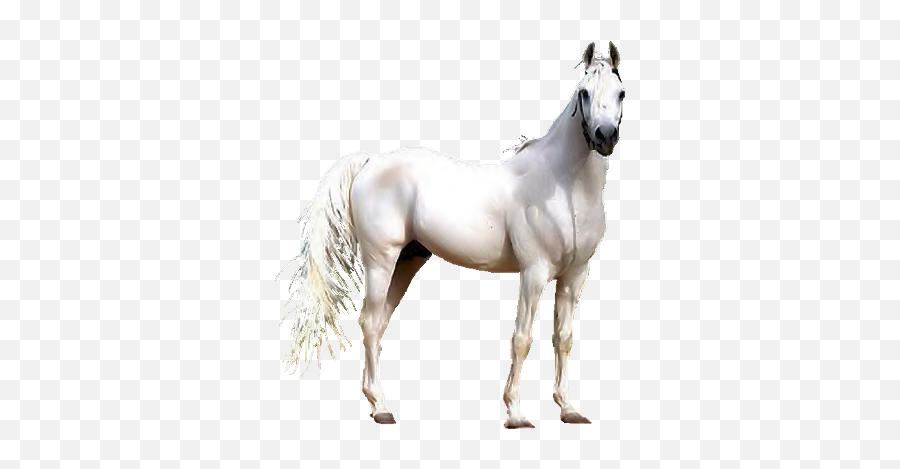 Download Renaissance Clipart Horse - Transparent Background White Horse Png,White Horse Png