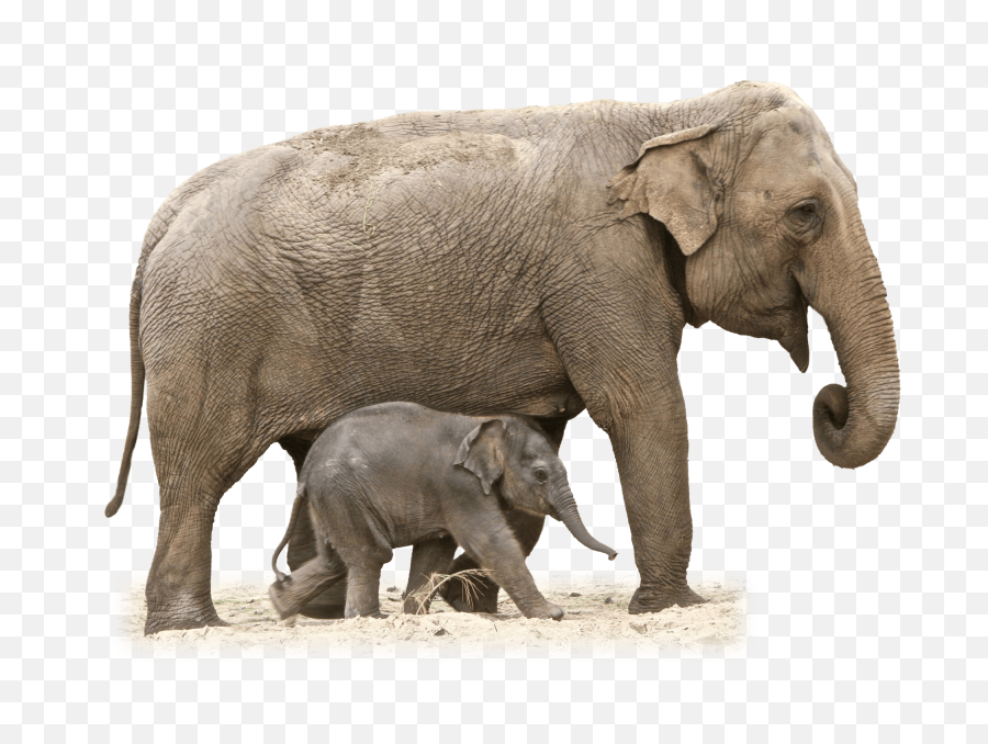 Elephant Transparent Png - Elephant Png,Elephant Png