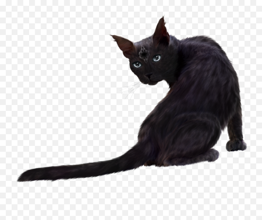 Download Free Png Black Cat Clipart - Black Cat Png,Black Cat Png