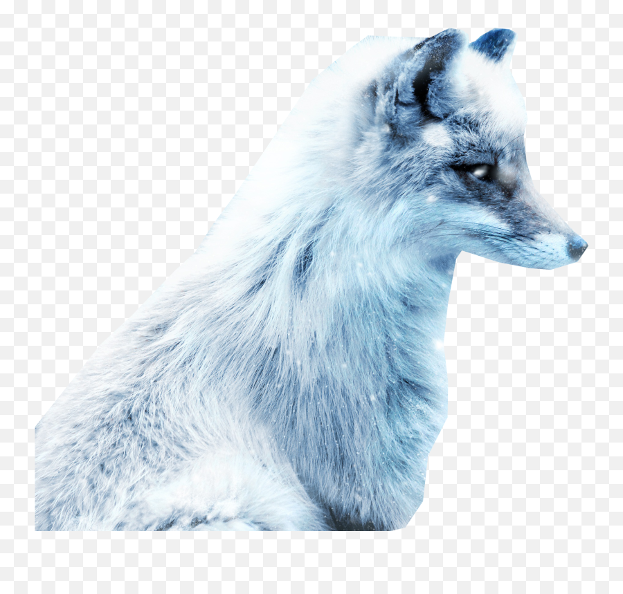 Arctic Snow Fox Png Image - Arctic Fox Color Palette,Fox Png