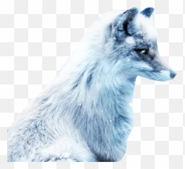Arctic Snow Fox Png Image - Arctic Fox Color Palette,Fox Png