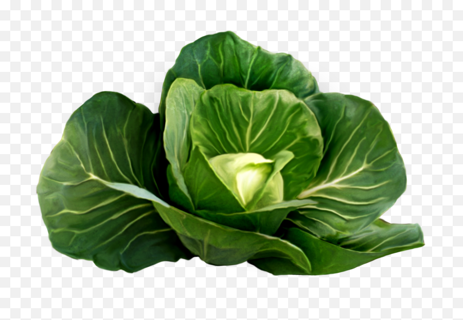 Cabbage Png Free Image Download 24 - Cabbage Plant Png,Cabbage Png