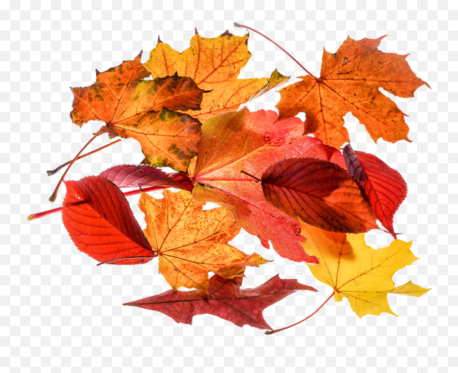 Autumn Leaves Leaf - Transparent Foglie Png,Autumn Leaves Transparent Background