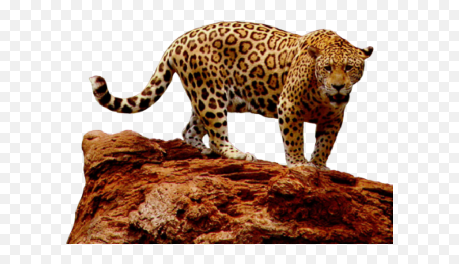 Jaguar Png Transparent Clipart 1 - Jaguar Png Hd,Jaguar Png