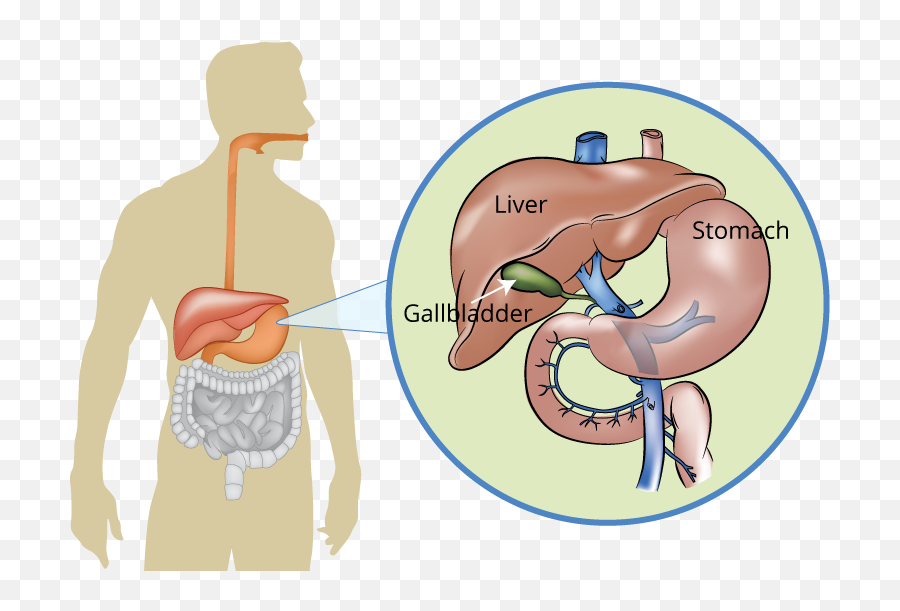 Liver Pancreas And Gallbladder Conditions What Are They - Pancreas Liver And Gallbladder Png,Liver Png