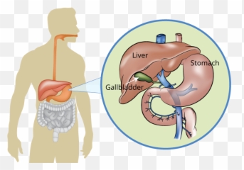 Liver Pancreas And Gallbladder Conditions What Are They - Pancreas Liver And Gallbladder Png,Liver Png