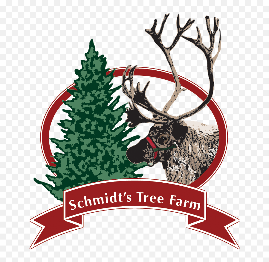 Christmas Trees U2013 Schmidtu0027s Tree Farm - Christmas Tree Png,Christmas Tree Transparent