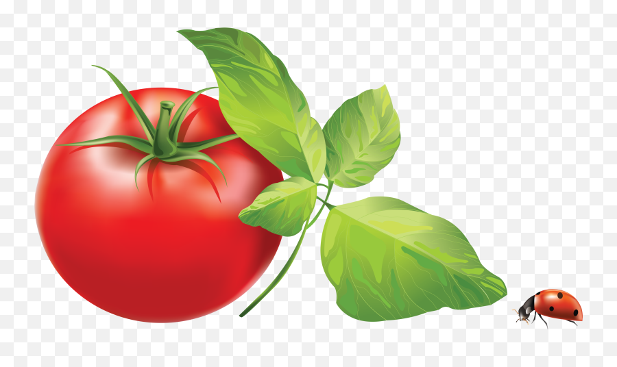 Tomatoes Clipart Colour - Tomato Leaves Clip Art Png,Tomato Slice Png