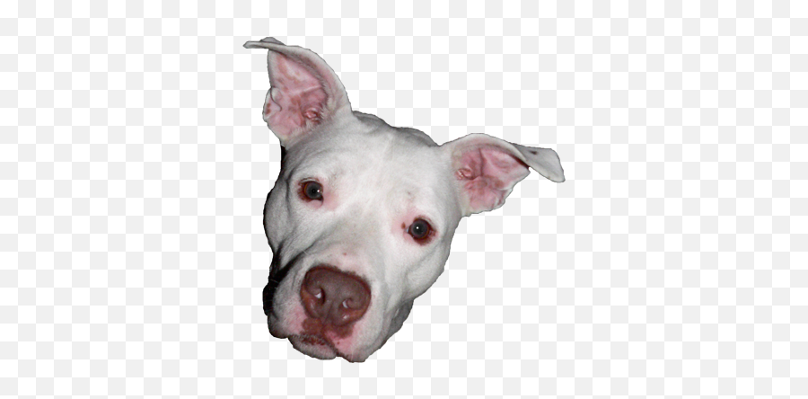 Download Free Png Dog Head - Dog Head Png,Dog Head Png