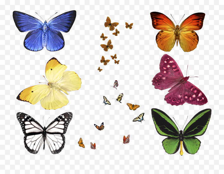 Free Photo Butterfly Overlays Realistic Natural Flying - Butterfly Overlays For Photoshop Png,Flower Overlay Png