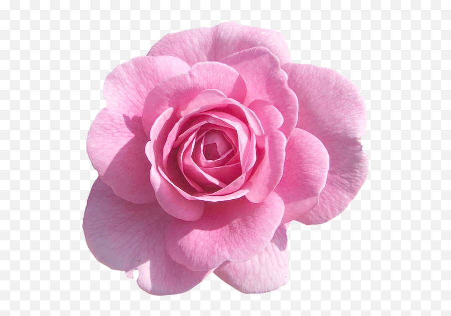 Pink Roses Light Rose - Pink Flowers Transparent Background Png,Pink Roses Png