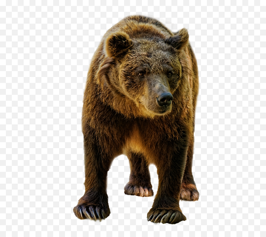 Full Size Png Image - Animais Selvagens Png,Oso Png