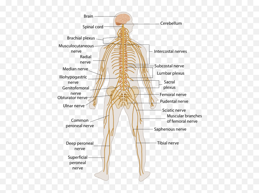 Images For Autonomic Nervous System - All The Parts Of The Nervous System Png,Nervous System Png