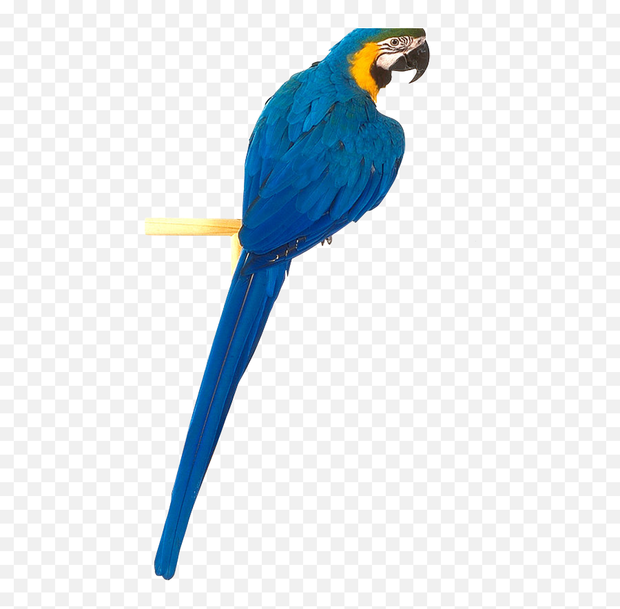Png Blue - Parrot Png Hd Picsart,Parrot Transparent