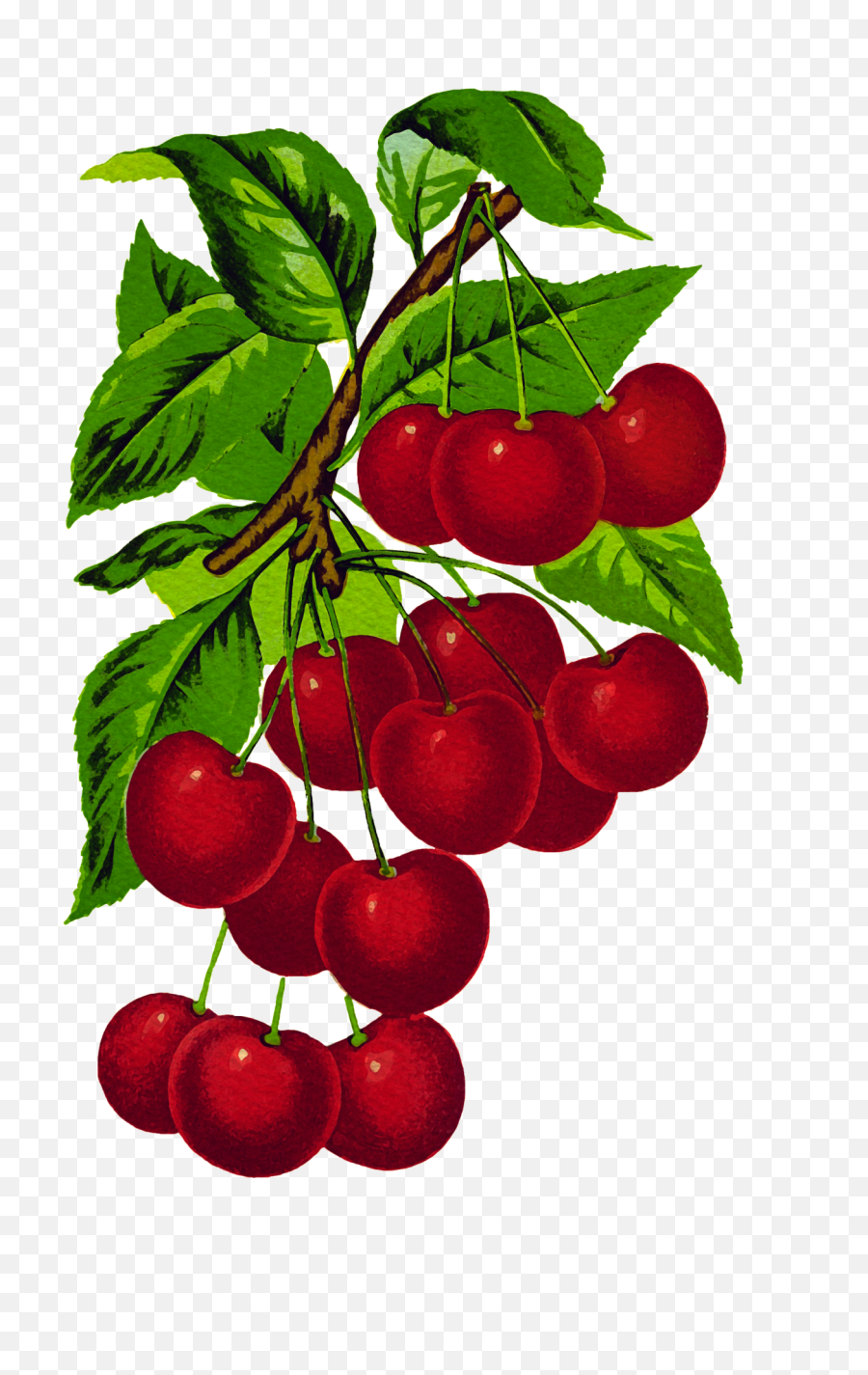 Download Cherries Vintage Hd Png - Uokplrs Branch Of Cherries,Green Watercolor Png
