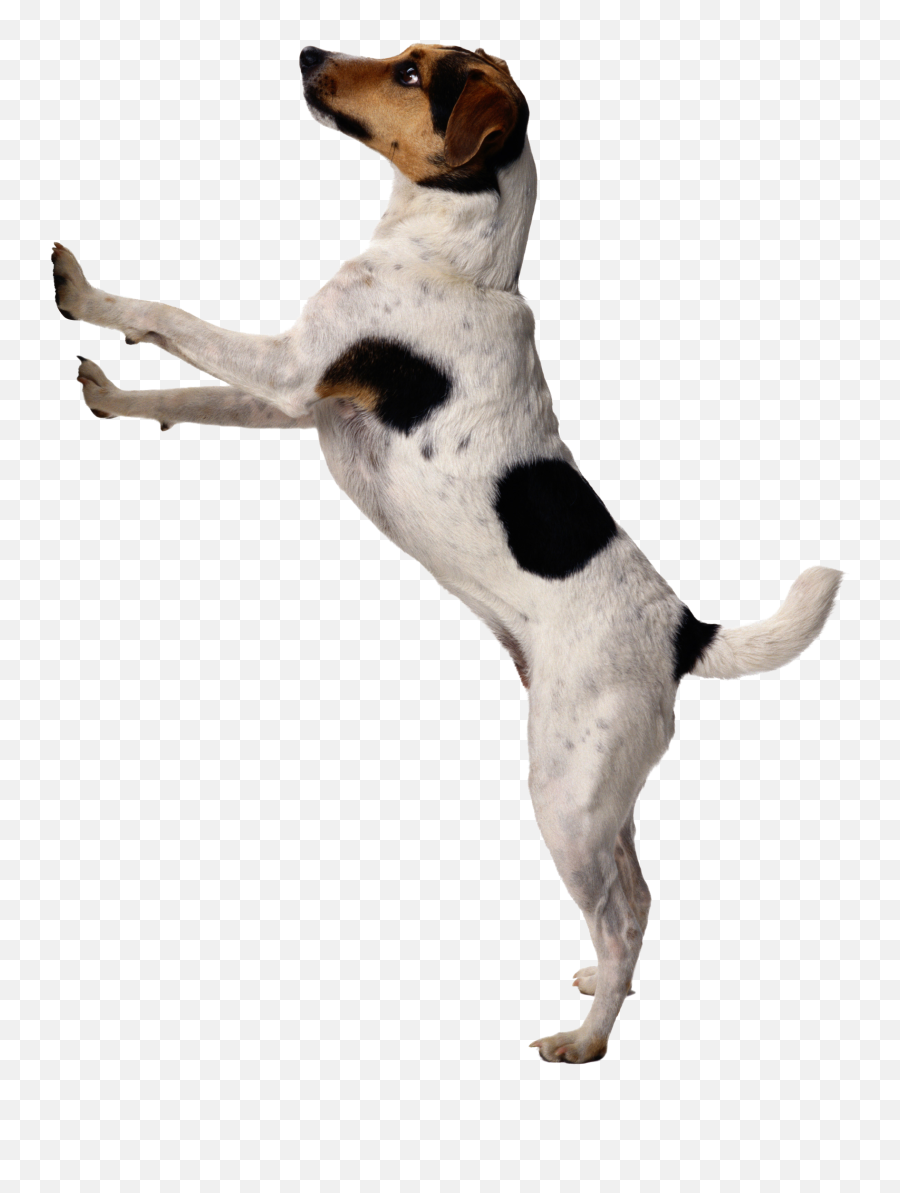 Dogs Png - Dog Png Dog Standing Png Transparent 453978 Dogs Png,Cute Dog Png