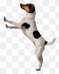 Dogs Png - Dog Png Dog Standing Png Transparent 453978 Dogs Png,Cute Dog Png